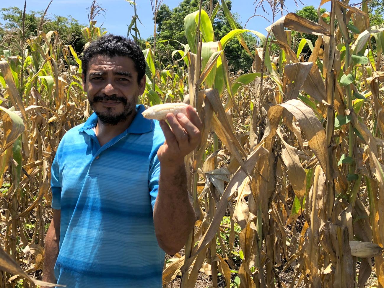 Agricultor muestra una mazorca dañada a consecuencia de la sequía, al fondo el maizal seco por falta de agua