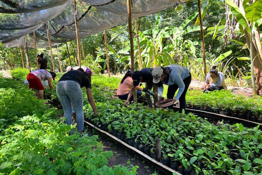 Aparecen ocho mujeres revisando los cultivos de un huerto comunitario.